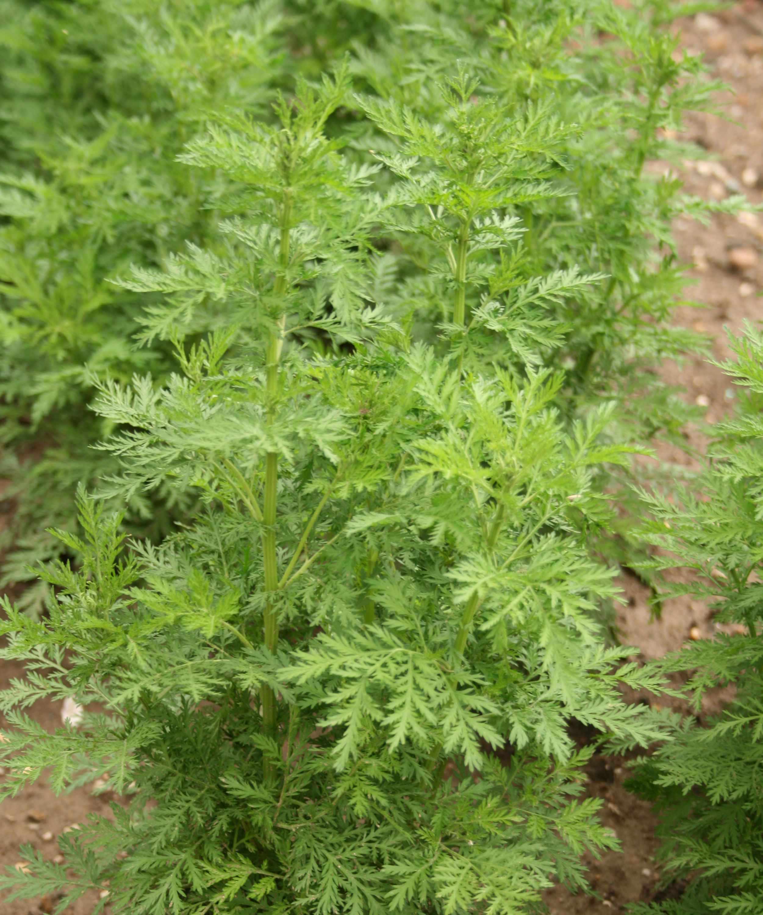 erreur de chargement